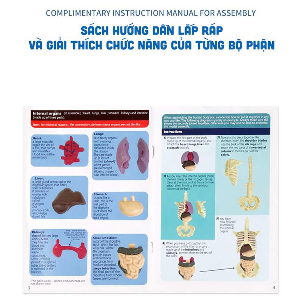BỘ ĐỒ CHƠI LẮP RÁP CƠ THỂ NGƯỜI