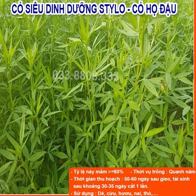 4 Loại Cỏ Chăn Nuôi Trồng Quanh Năm - Cỏ Sudan Lai, Mulato II, Stylo, Keo Dậu