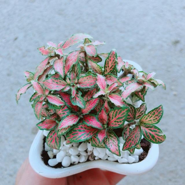 Chậu Cẩm Nhung Hồng