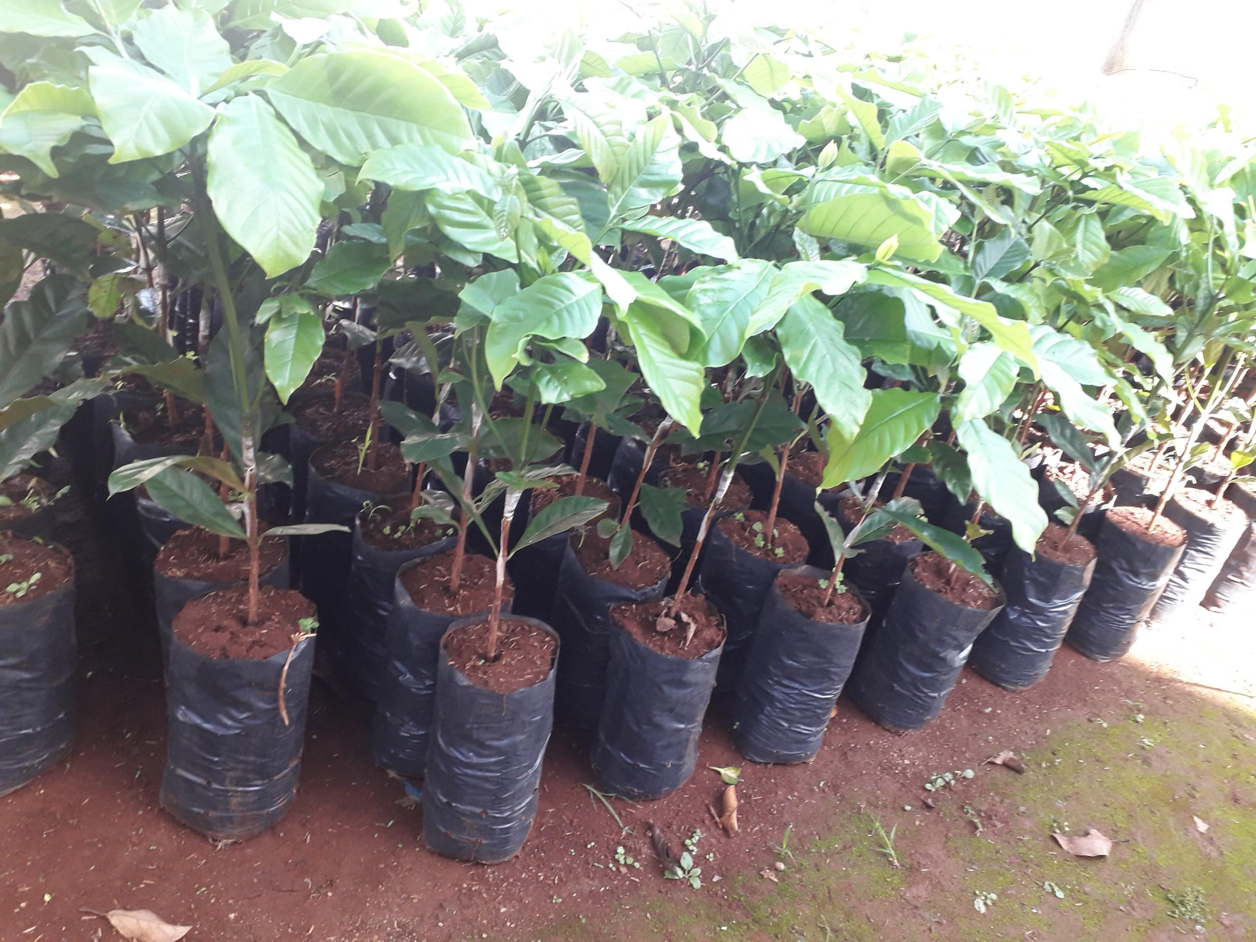 Cây giống Cà Phê vối CAO SẢN TR4 CÂY GHÉP