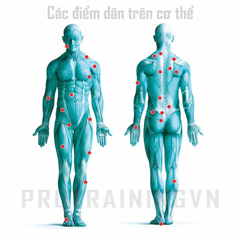 Dụng cụ dãn cơ 4 đầu (KNOBBER)