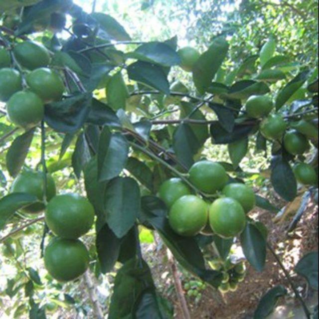 Cây giống Chanh Giấy Limca