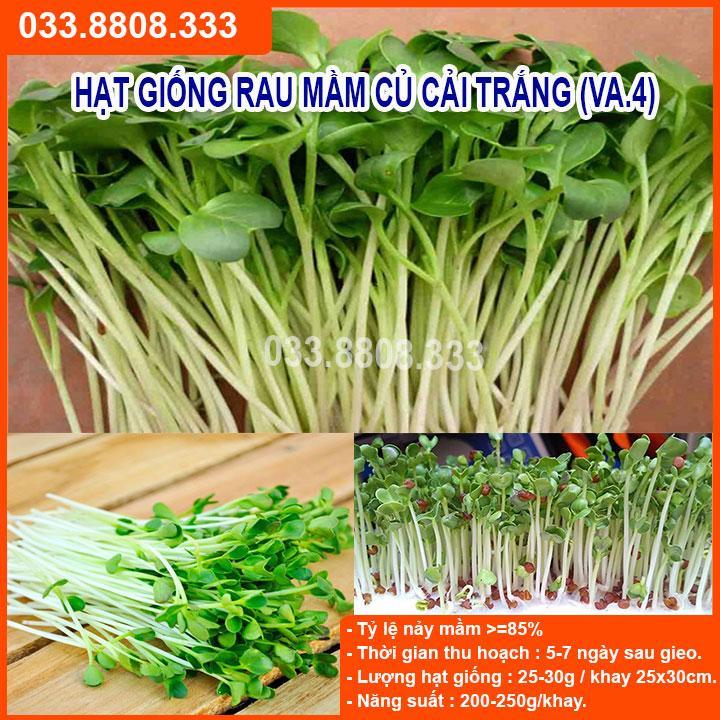 100G HẠT GIỐNG RAU MẦM CỦ CẢI TRẮNG - GIÀU DINH DƯỠNG