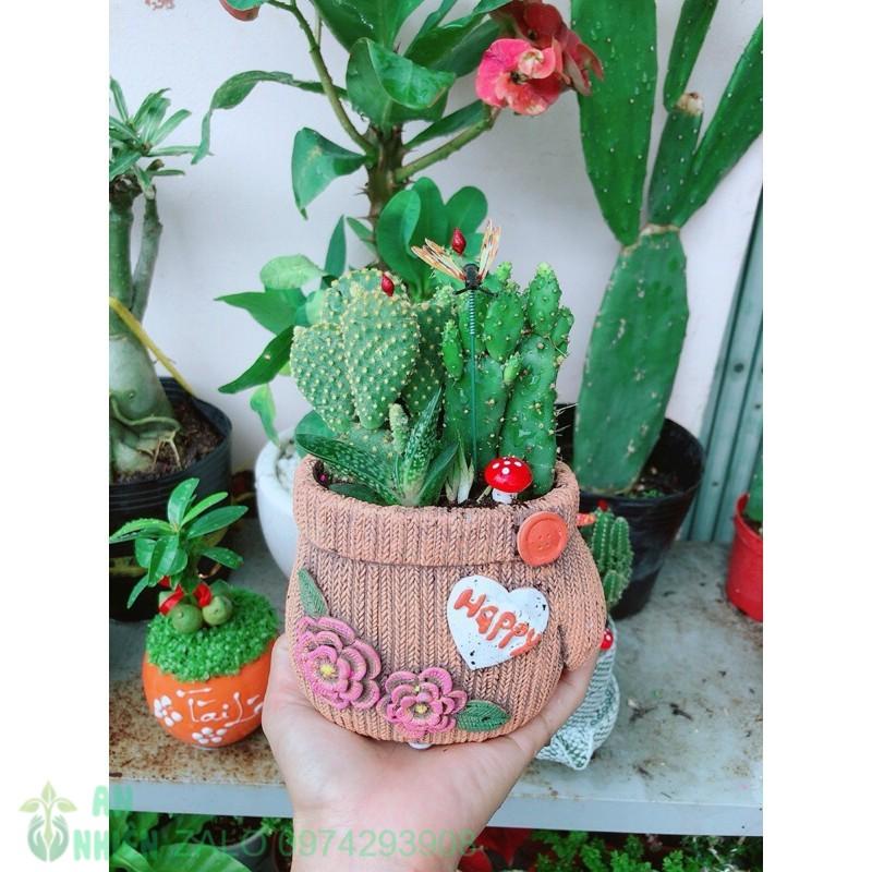 Chậu Xương Rồng Tiểu Cảnh