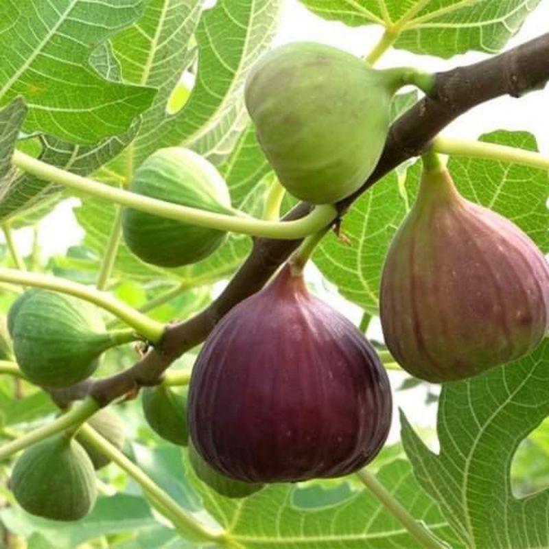 Giống Sung sọc Xanh Vàng