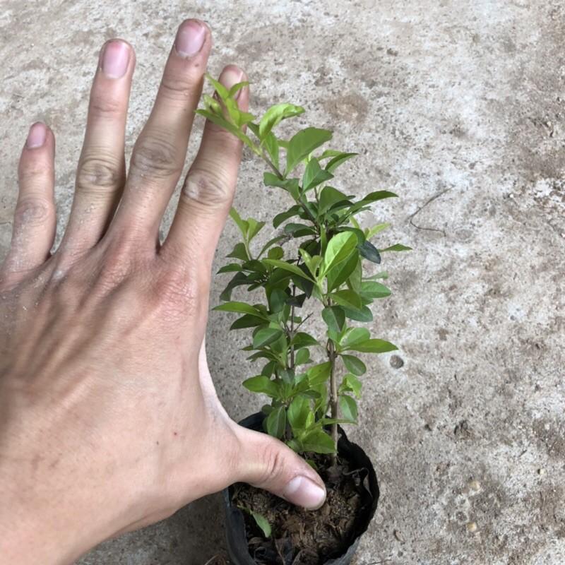 Cây Chuỗi Ngọc Trồng Bịch Cao 20cm Nhiều Ngọn Xum Xuê Lá Đẹp Trang Trí Hàng Rào