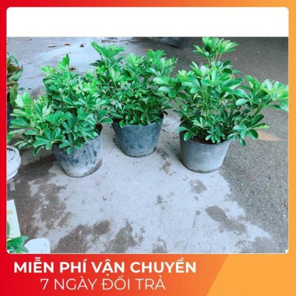 Ngũ Gia Bì Size Đại