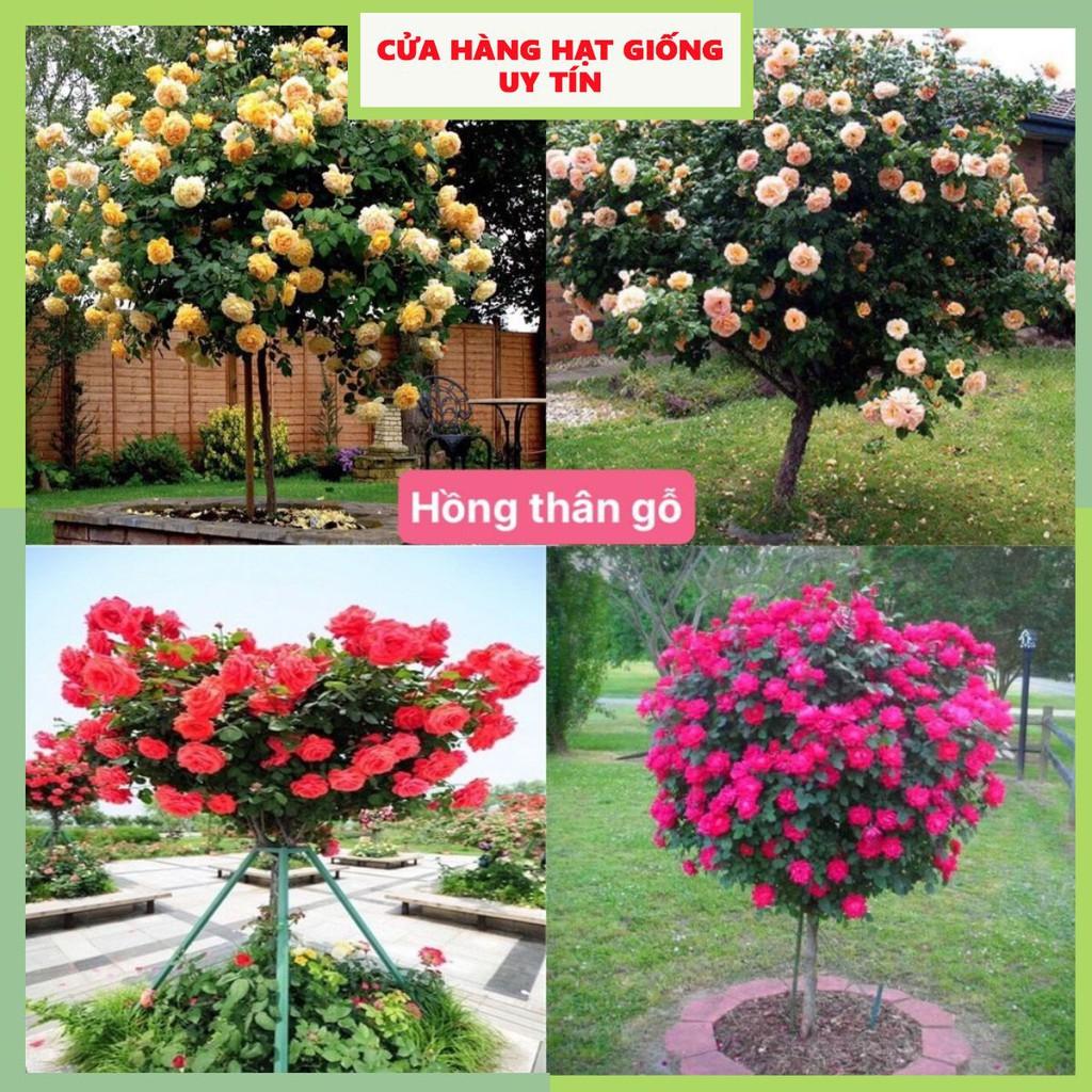 Hạt giống hoa hồng thân gỗ mix nhiều màu dễ trồng dễ chăm sóc gói 100 hạt nhà cửa và đời sống cửa hàng hạt giống uy tín