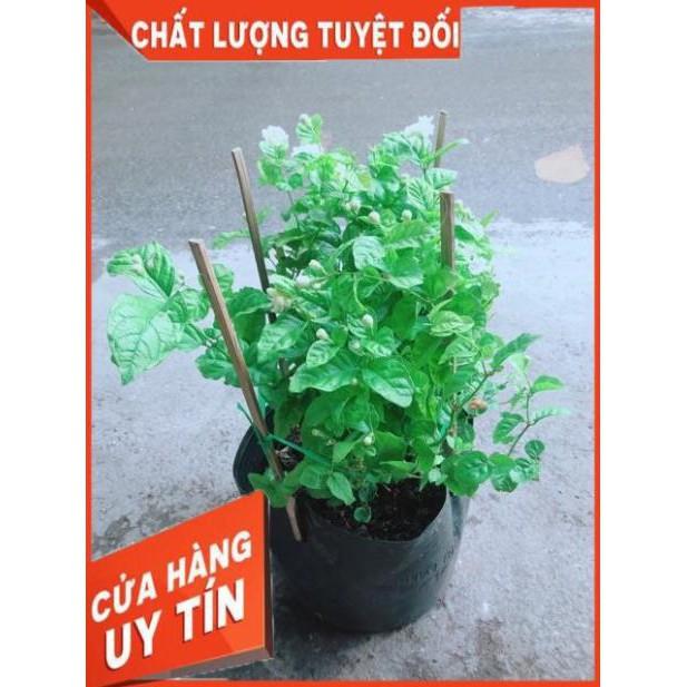 Hoa Nhài Thơm