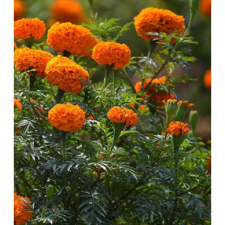 Combo 5 Gói Hạt giống hoa Cúc Vạn Thọ Mỹ Mix màu tặng gói kích thích