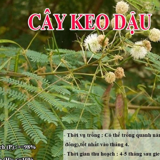 HẠT GIỐNG KEO DẬU  - Thức Ăn Chăn Nuôi -- Hạt Giống Cỏ Chăn Nuôi - Cỏ Chăn Nuôi Trâu,Bò,Dê...
