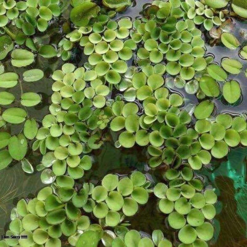 Bèo tai chuột trang trí và lọc nước bể thủy sinh cá cảnh
