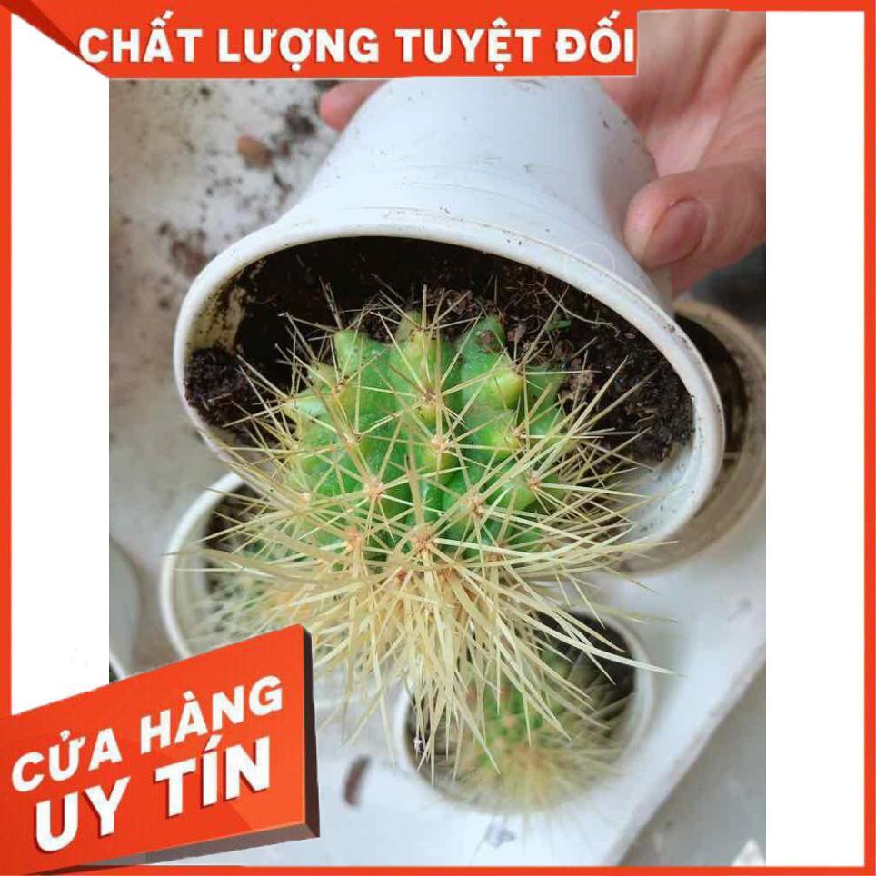 Xương rồng kim hổ  Nhiều Người Mua