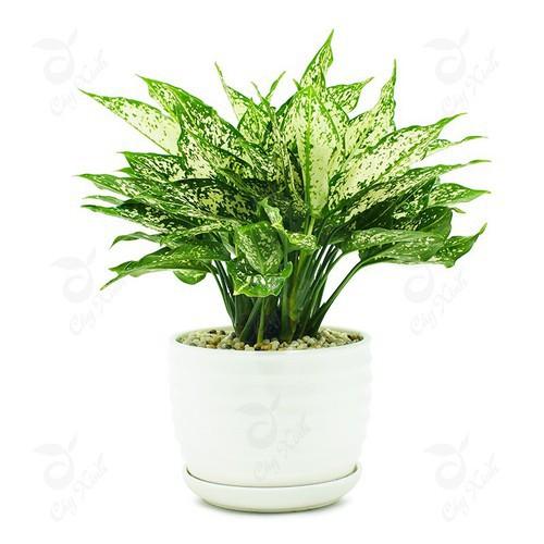 CHẬU CÂY NGỌC NGÂN -