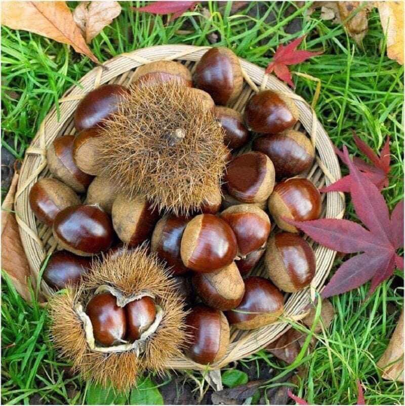 CÂY GIỐNG CÂY HẠT DẺ TRÙNG KHÁNH