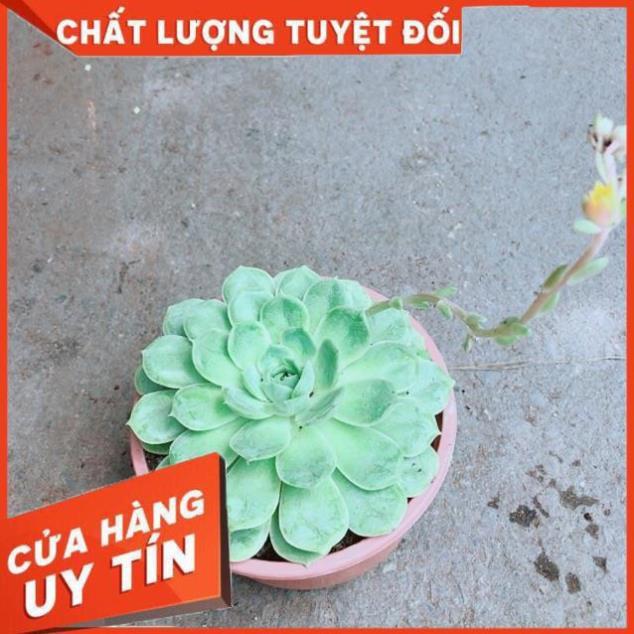 Sen Đá Xanh