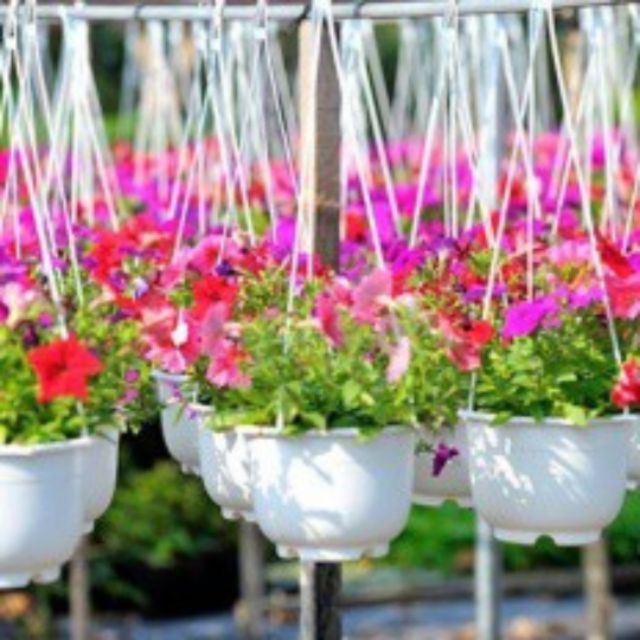 Combo chậu nhựa treo trồng cây trang trí nhà cửa chuyên dụng, nhựa ABS bền, đẹp, độ bền cao trồng hoa ,trồng rau