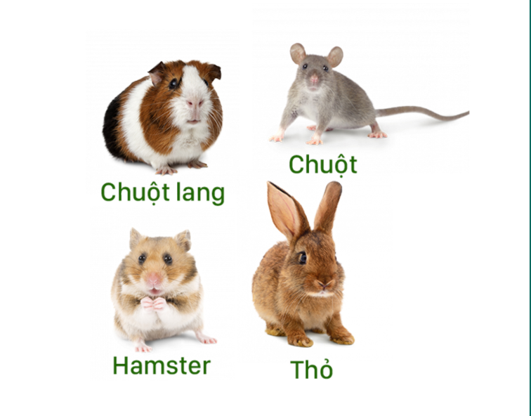 CHIPSI NESTING - Lót Chuồng Cho Hamster (Chuột/Chim/Bò sát/Sóc) | Vật liệu làm tổ cho thú cưng | 100% gỗ bào tự nhiên | Không bụi