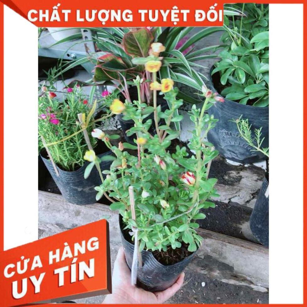 Hoa mười giờ mỹ Nhiều Người Mua