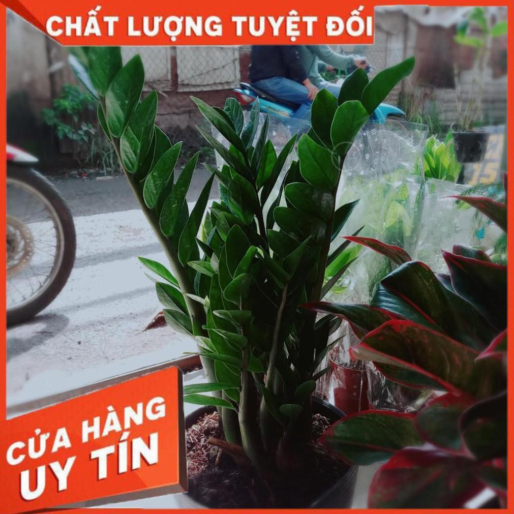 Kim tiền size đại Nhiều Người Mua