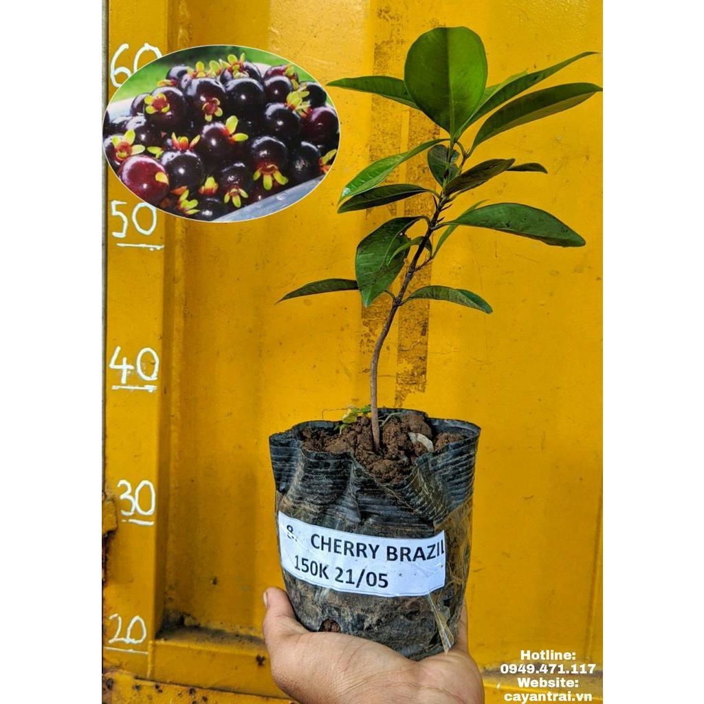 Cây Cherry Brazil