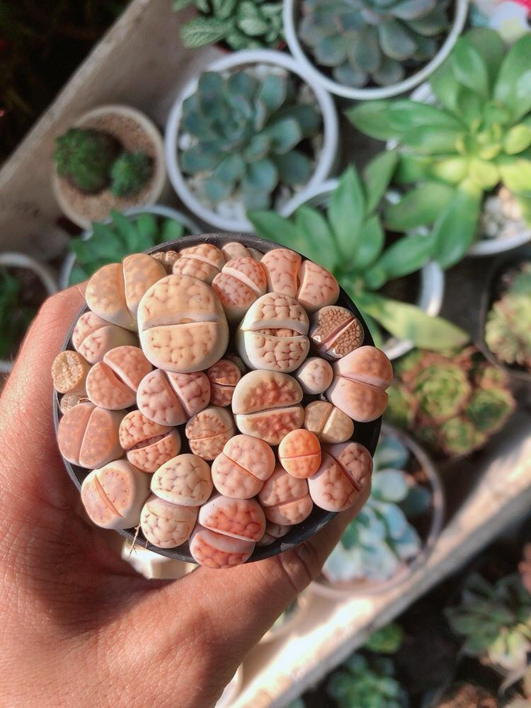 Cây Thạch Lan -Hoa Sỏi-Thạch Lan