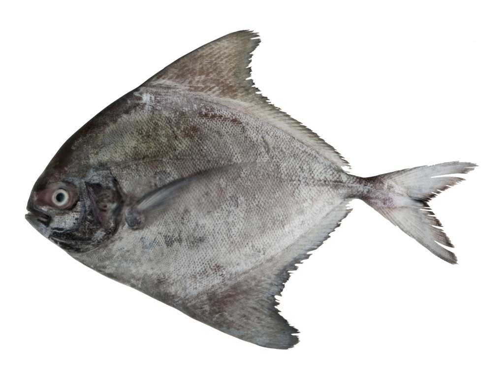 CÁ CHIM TRẮNG 1 CON