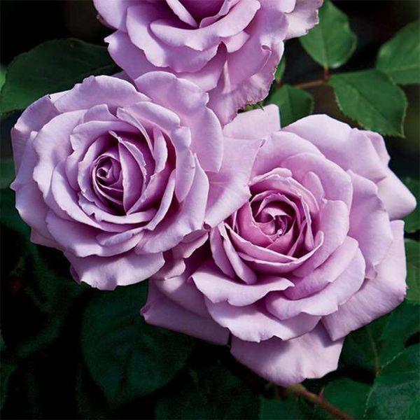 Hoa Hồng ngoại LOVE SONG -thân gỗ dáng tree