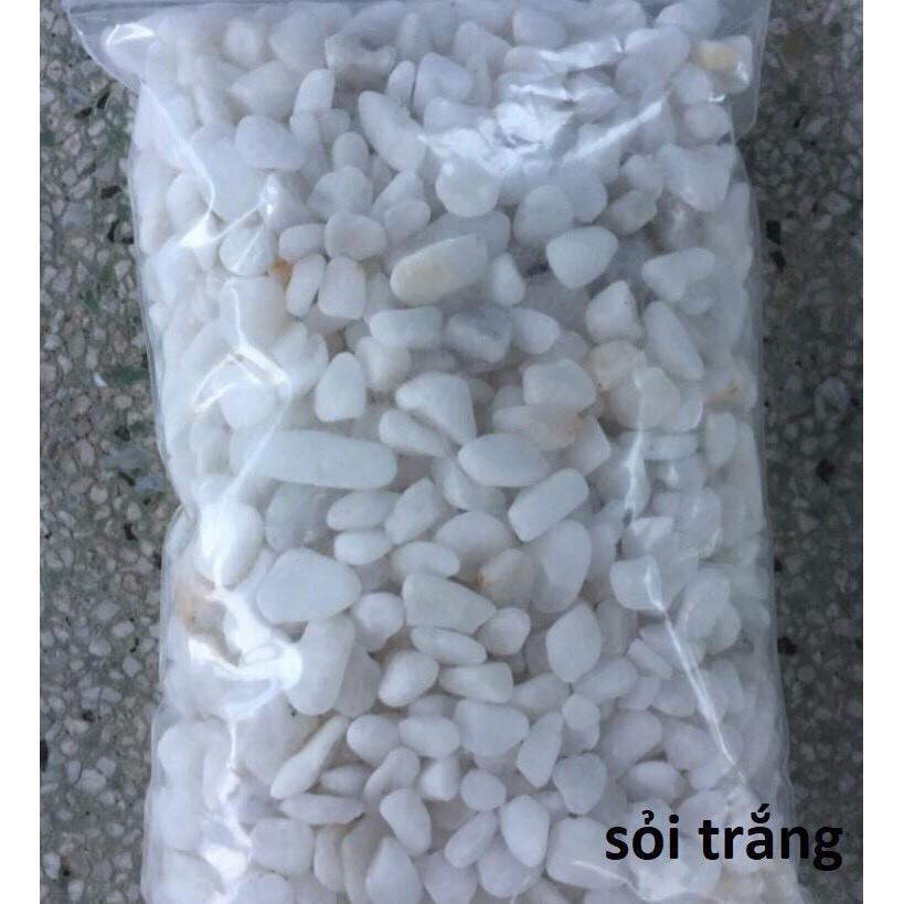 Đá trắng trang trí gốc cây, bể cá