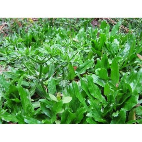 Hạt Giống Ngò Gai gói 5gr, hat giong rau sach thuy canh