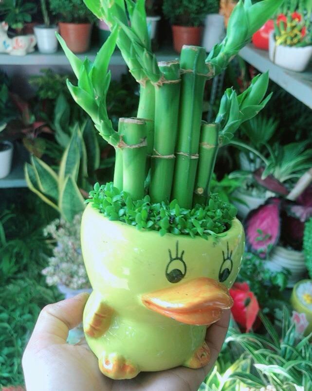 Chậu Trúc Phát Tài