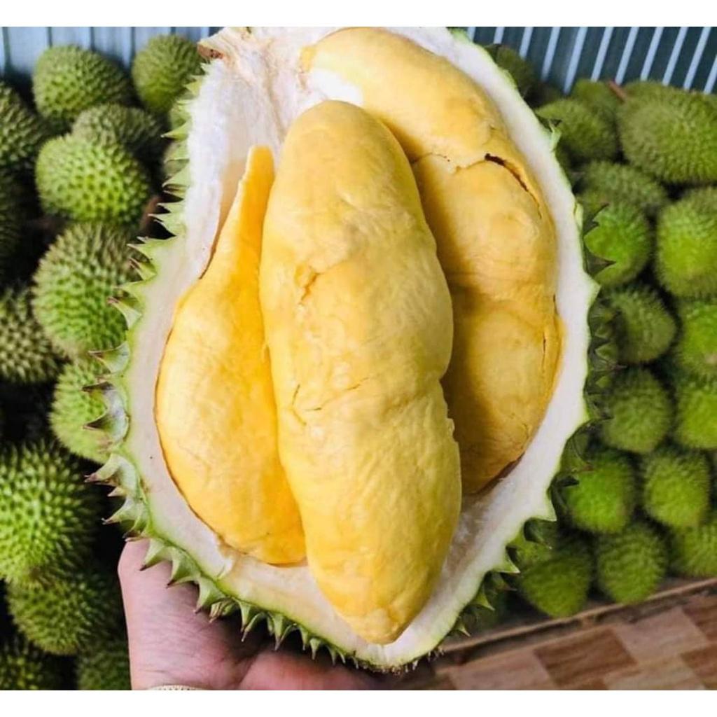 Cây giống sầu riêng thái múi dày