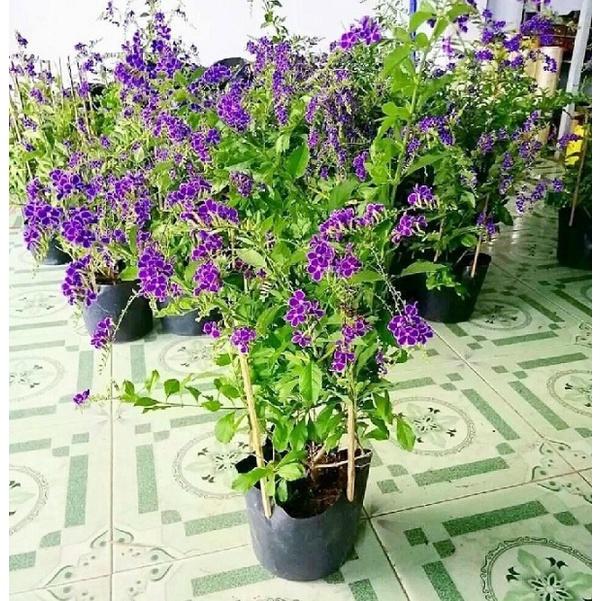 CÂY GIỐNG HOA CHUỖI NGỌC THÁI