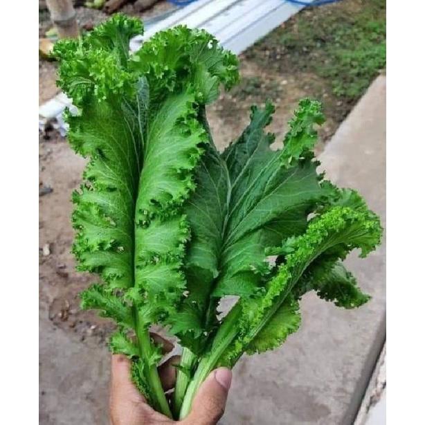 Combo 2 gói Hạt giống rau cải rau cải mù tạc dể trồng - gói 10 gram-tặng kèm gói phân bón lót