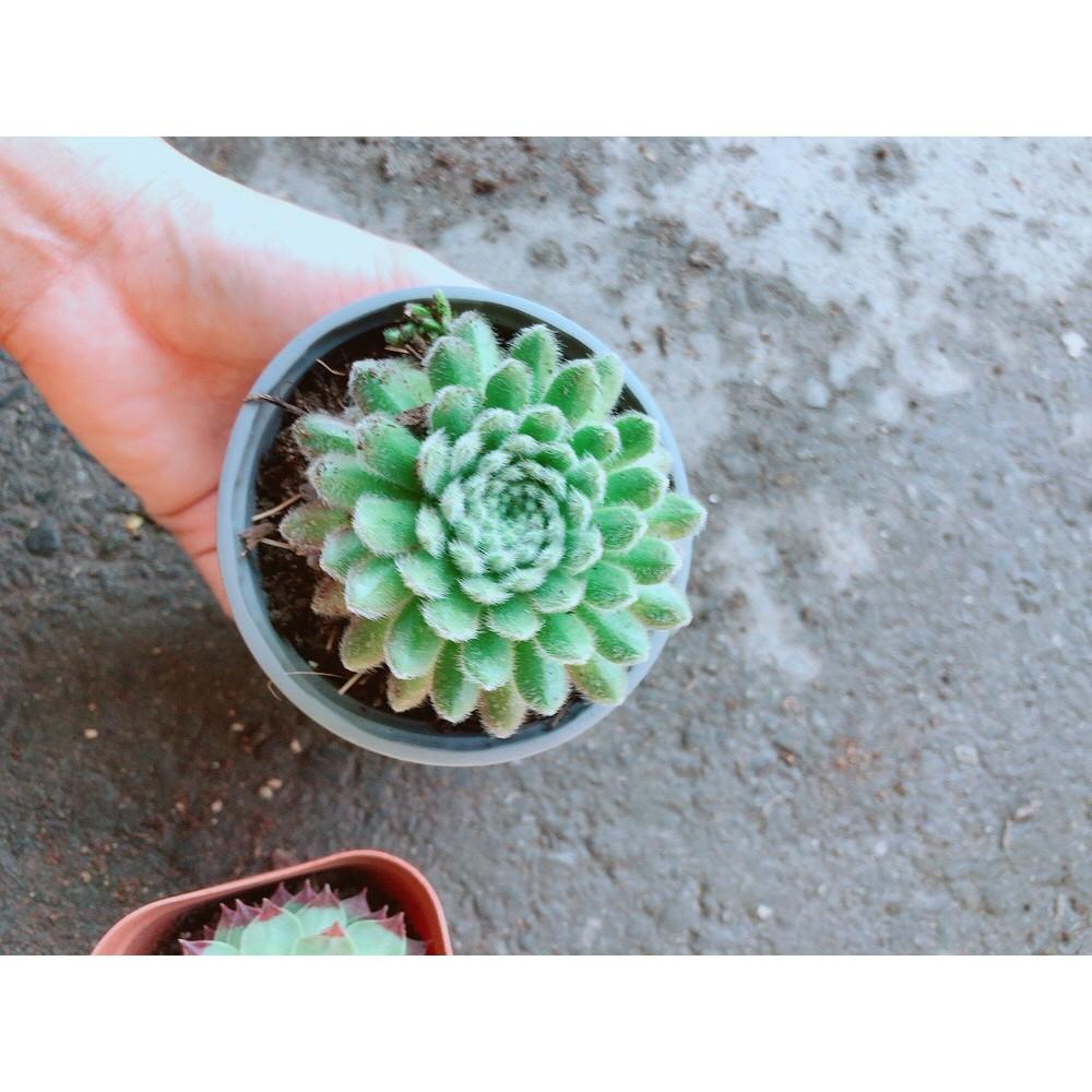 Chậu Phật Bà Xanh