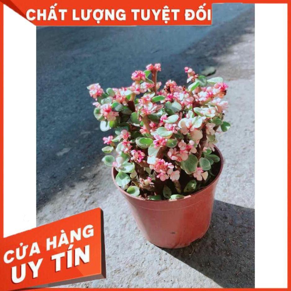 Đô La Hồng Nhiều Người Mua