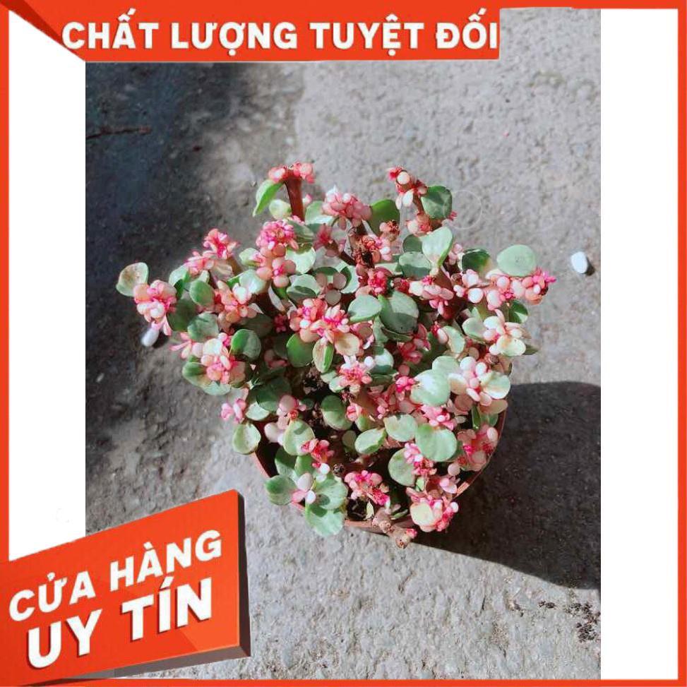 Đô La Hồng Nhiều Người Mua