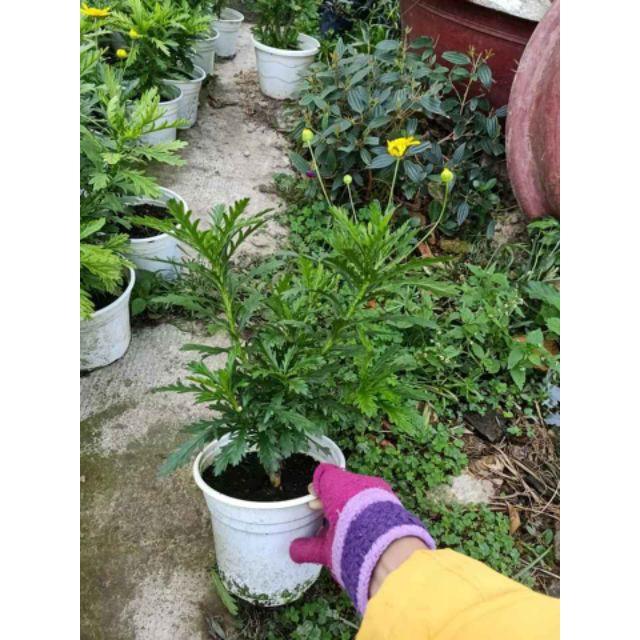 Cúc Thân Gỗ cam kết chất lượng