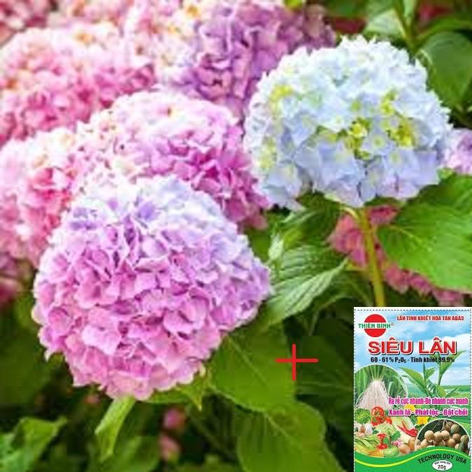 COMBO 2 CÂY HOA CẨM TÚ CẦU hoa siêu to siêu đẹp phát triển nhanh, ra hoa to đẹp