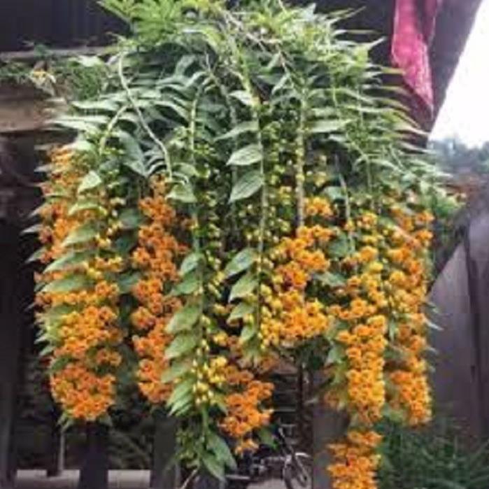 1 bảng lan phi điệp vàng rừng tây bắc hàng thuần siêu to, hoa siêu đẹp