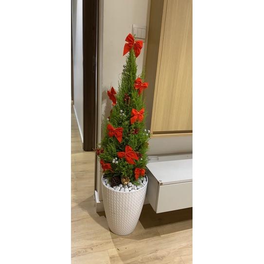 Chậu Cây Tùng Thơm 1m3