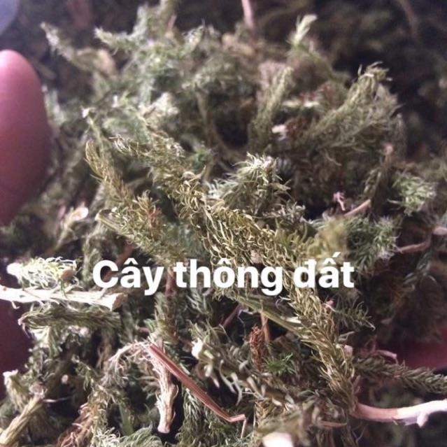 1kg cây thông đất