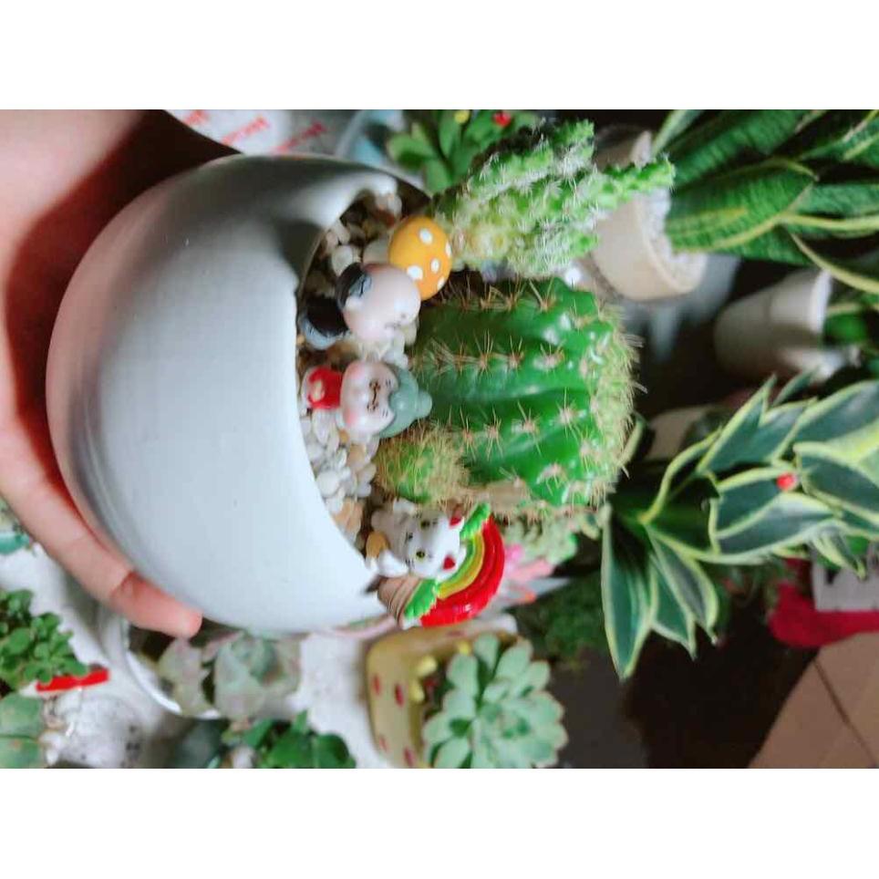 Chậu xương rồng tiểu cảnh Bán Chạy