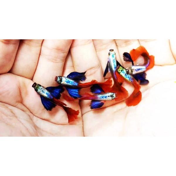Máy sủi oxi 1 vòi vipsun fish,tạo oxi,cung cấp oxi cho hồ cá.phụ kiện hồ cá cảnh,thủy sinh,ấp artemia TẶNG DÂY+ĐẦU SỦI