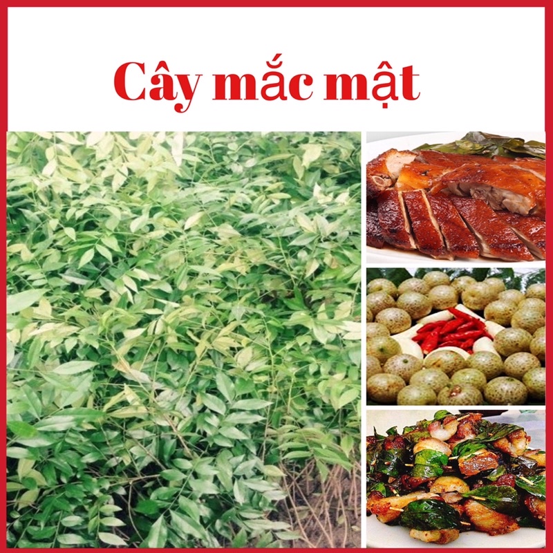 CÂY MẮC MẬT GIỐNG -CÂY GIA VỊ + CÂY DƯỢC LIÊU
