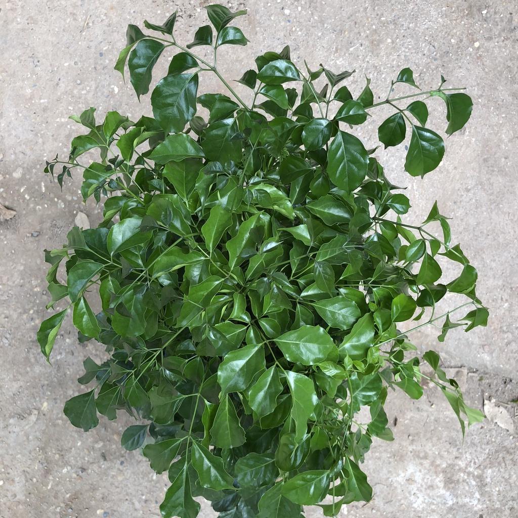 Cây hạnh phúc size to, Cao 80cm bụi to đẹp, mang nhiều ý nghĩa phong thủy tốt, thích hợp trang trí nội thất