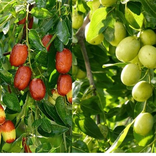 Cây giống hồng táo - táo đo Tân Cương