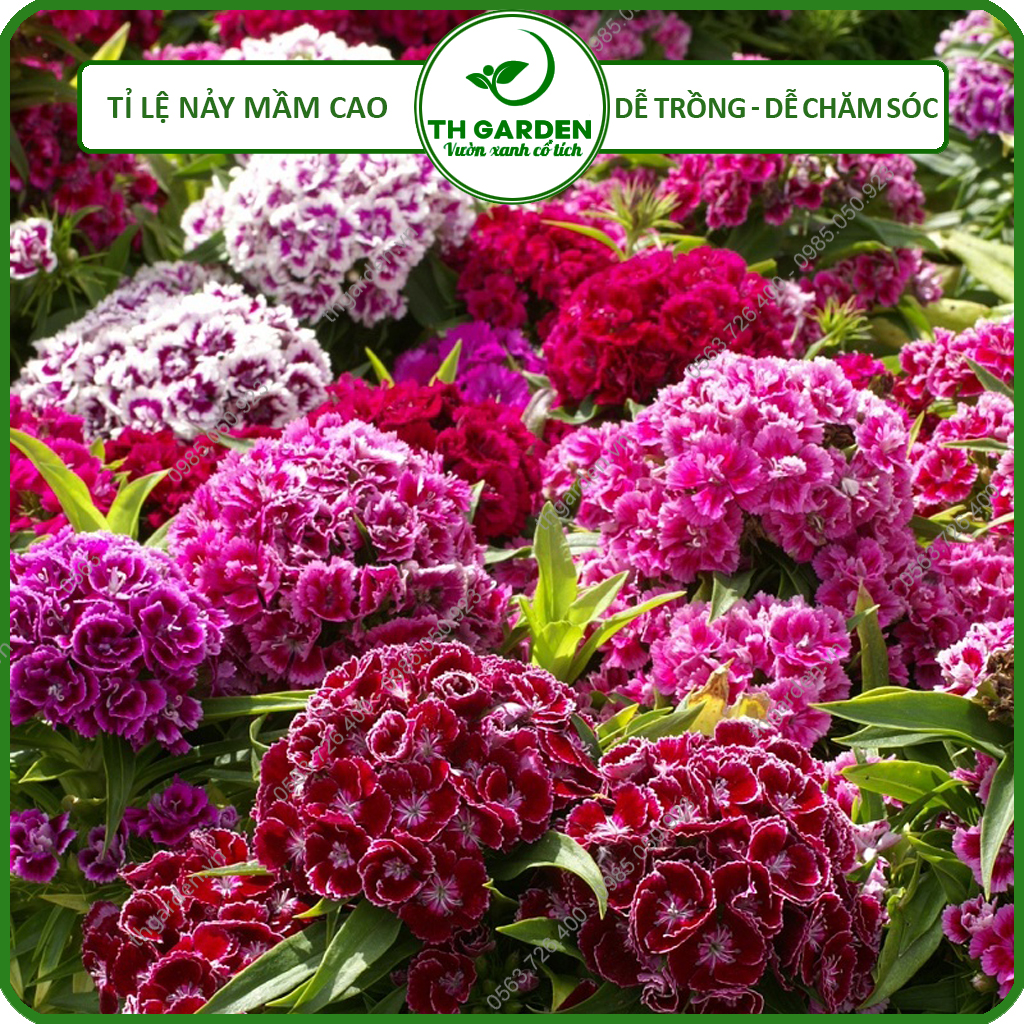 Hạt Giống Hoa Cẩm Chướng Chùm Mix Nhiều Màu TH Garden - Hạt Giống Dễ Trồng Dễ Chăm Sóc, Hoa Thơm, Bền Màu, Lâu Tàn