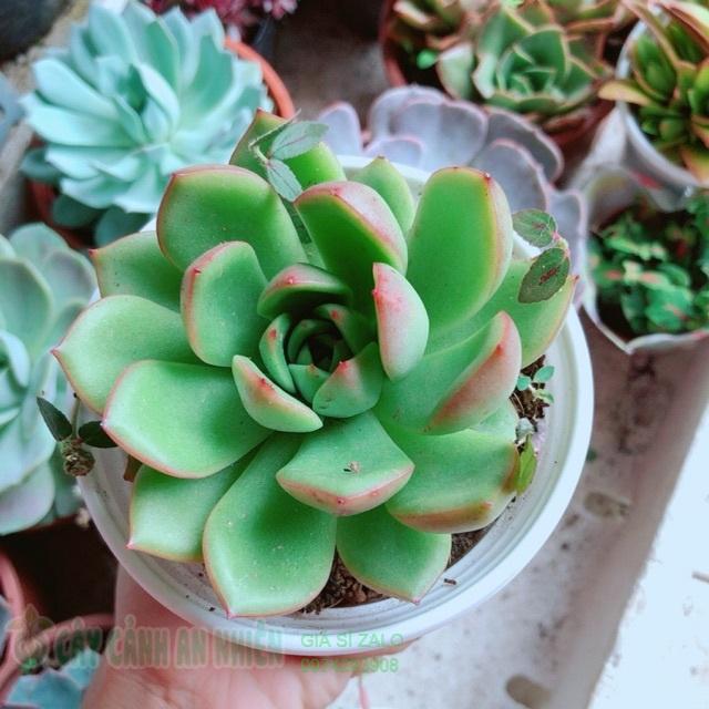 Chậu sen đá viền đỏ