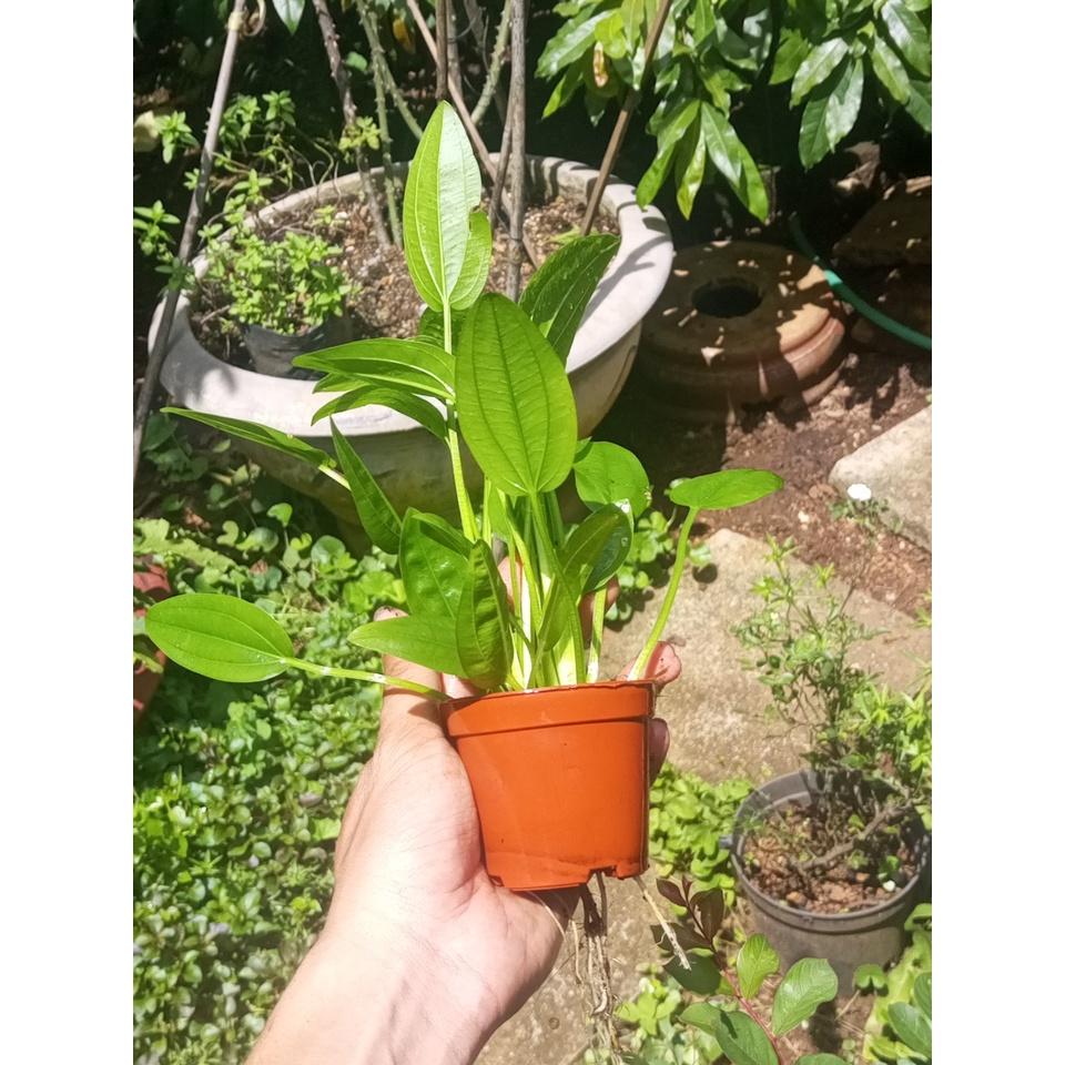Chậu bách thủy tiên 4-5 thân 20-30cm